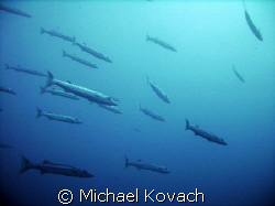 Baracuda around the Duane out of Key Largo by Michael Kovach 